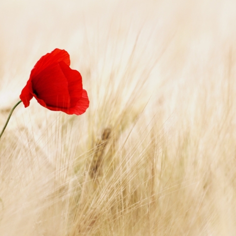Mohnblume